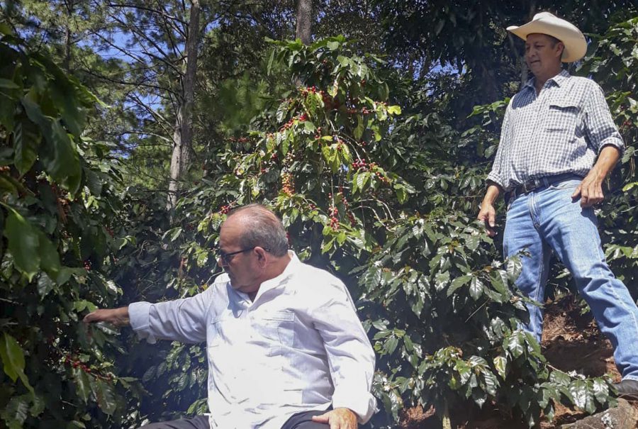 Café Honduras